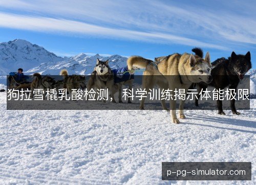 狗拉雪橇乳酸检测，科学训练揭示体能极限